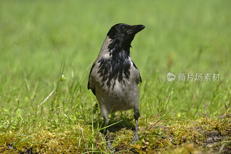 兜帽乌鸦(Corvus cornix)